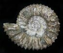 Pavlovia Ammonite Fossil - Siberia #29654-1